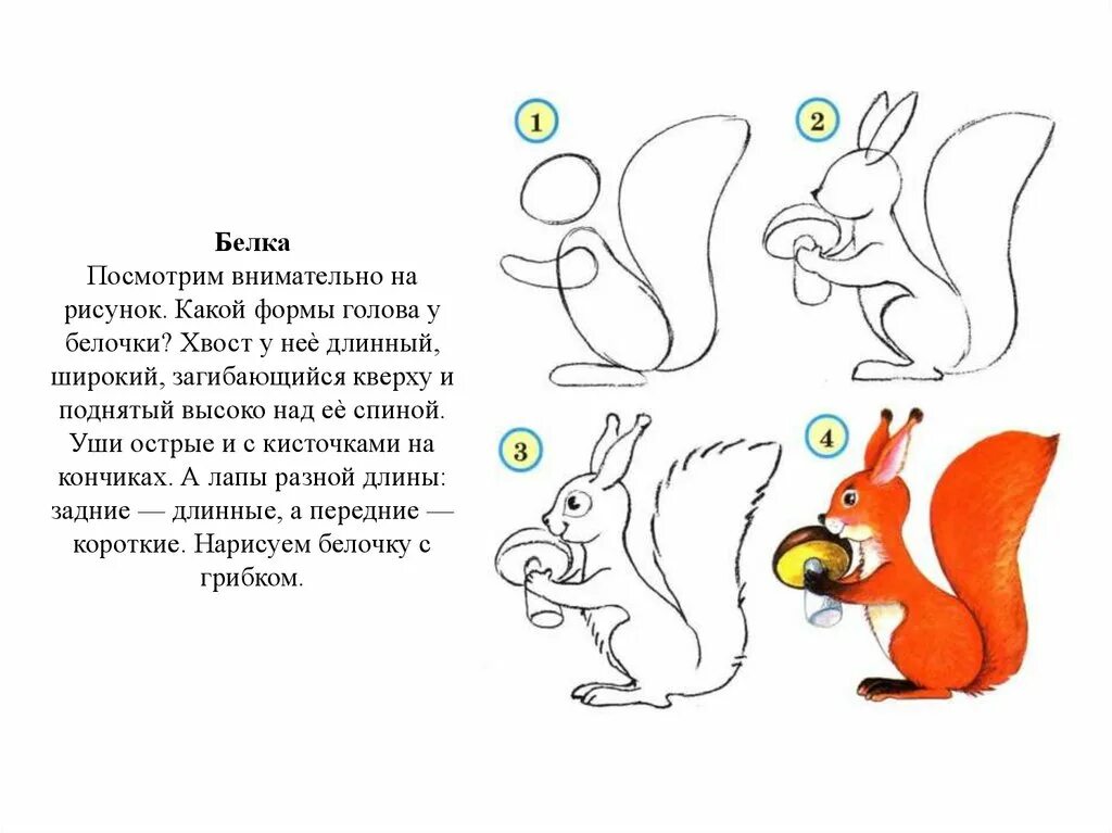 Урок изо 1 класс презентация поэтапное рисование. Белочка рисунок для детей карандашом. Поэтапное рисование белки. Рисование белочки поэтапно. Белка для дошкольников.