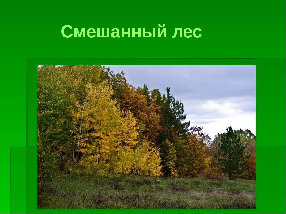 Конспект урока смешанные и широколиственные леса. Смешанные леса. смешанные леса россии. лиственные леса россии. зона смешанных лесов.