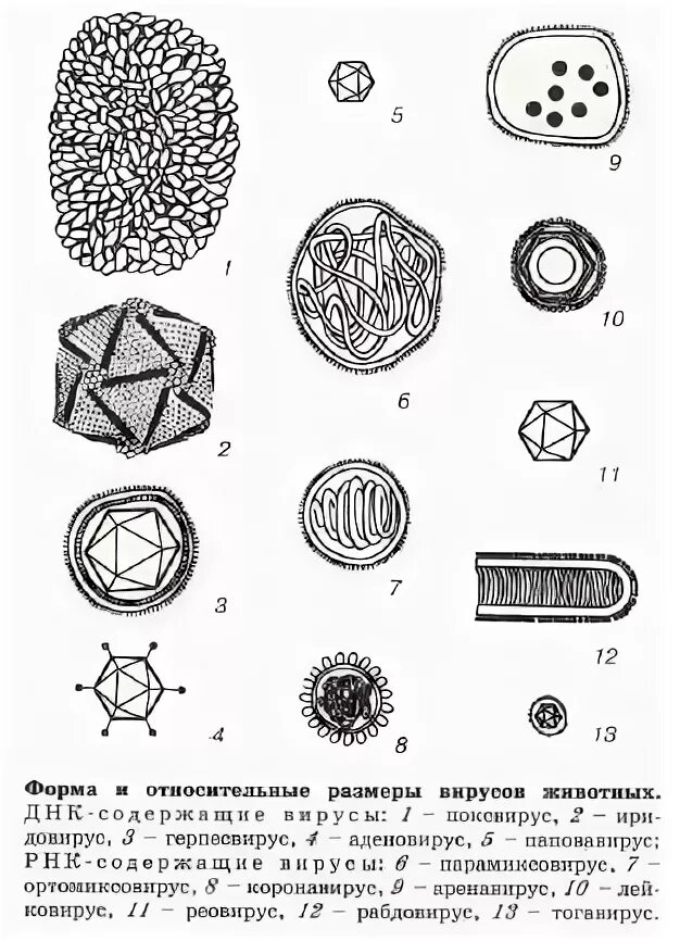 Чем отличается вирус от бактерии простыми словами. Размеры вирусов и бактерий. Вирус ковид схема. Соотношение бактерии и вируса. Размеры вирусов.
