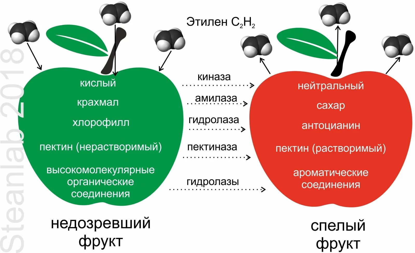 Этилен гормон растений. Этилен для созревания плодов. Этилен в растениях. Этилен фитогормон. Этилен запах