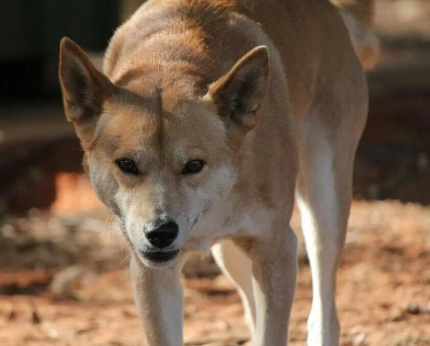 Гиеновидная собака палитра. Австралийский динго. Дикая собака ответ. Дикие собаки в природе. Австралийская собака динго.