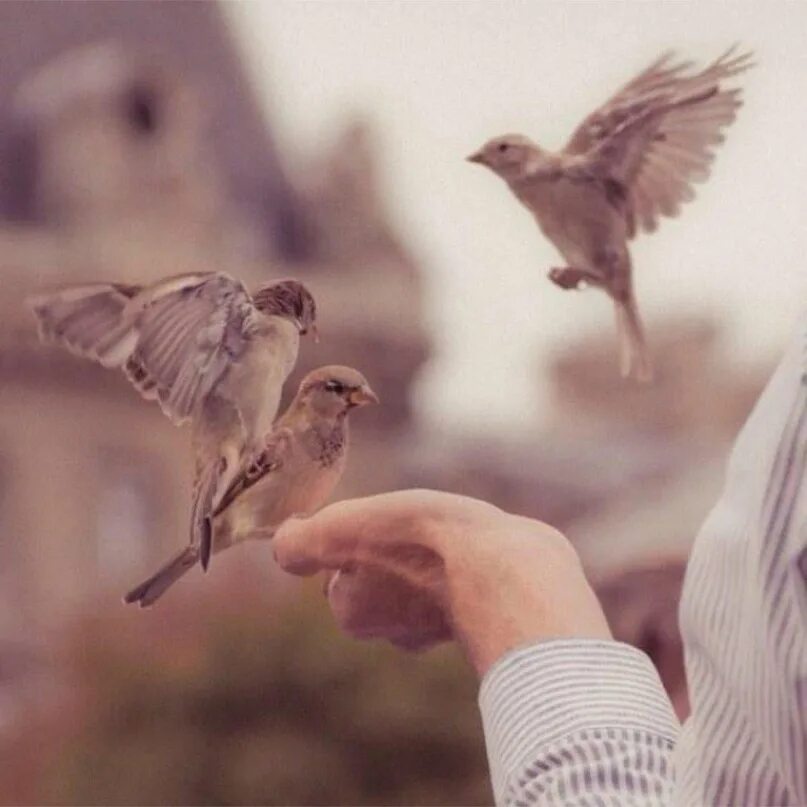 They like birds. Птицы Эстетика. Птица на руке. Птица в руках Эстетика. Птица на ладони.