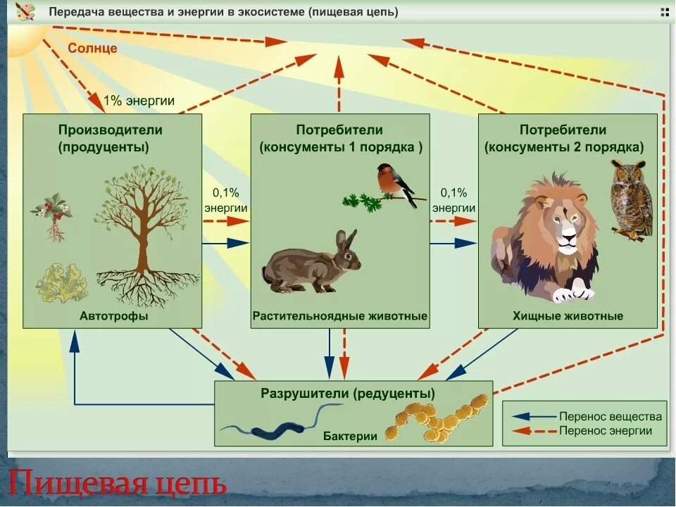 Какова роль производителей в пищевой цепи биология. Пищевая цепь круговорот веществ в природе. Структура цепи питания консументы продуценты. Биологический круговорот цепи питания. Пищевая цепочка продуценты консументы.