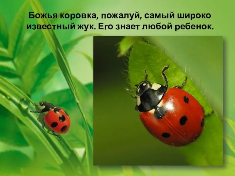Презентация на тему божья коровка. Интересные насекомые для детей. Божбожья коровка для презентации. Презентация божья коровка для дошкольников. Факты про божьих коровок для детей.