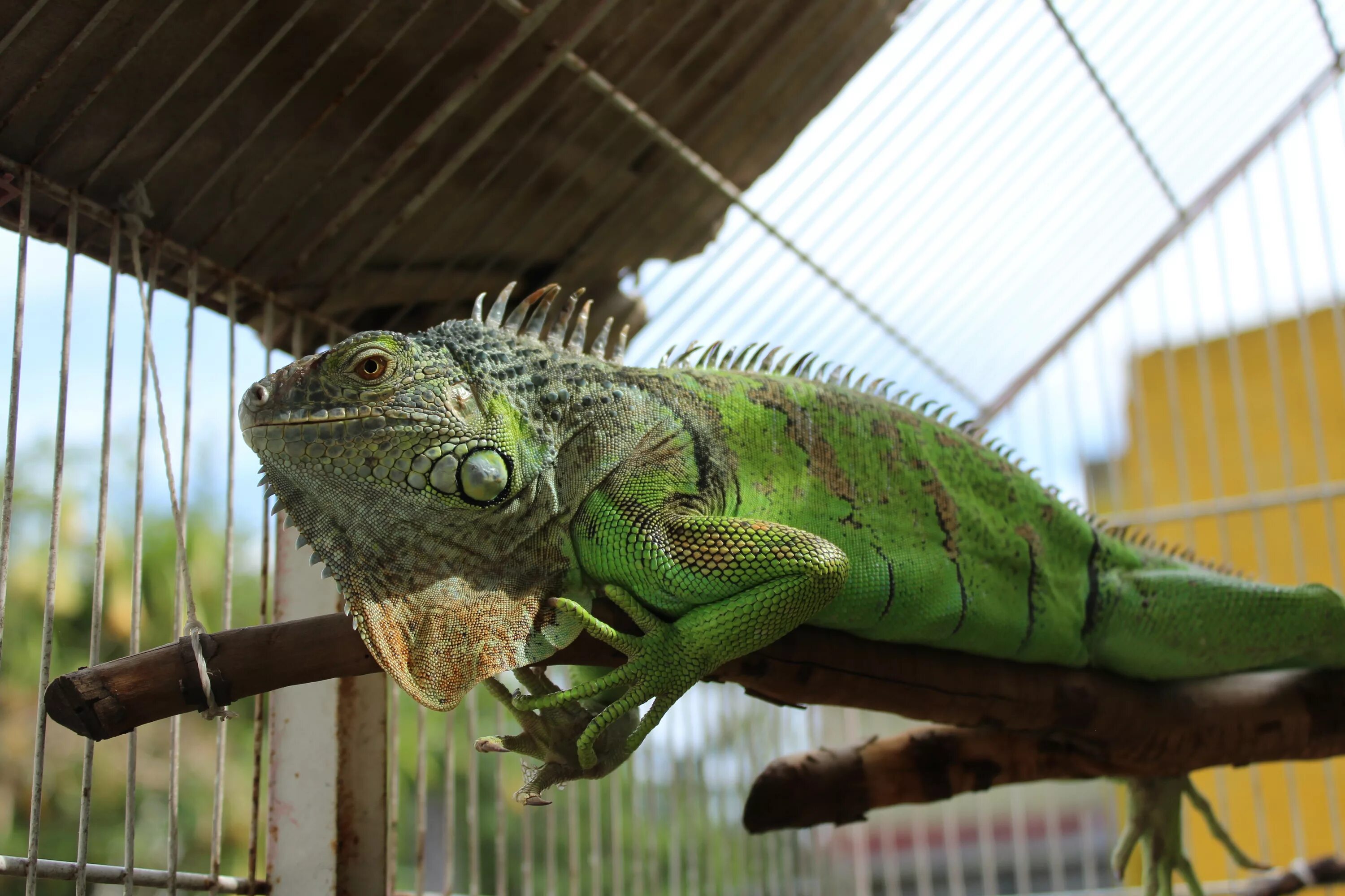 Игуана зеленая обыкновенная. Игуана обыкновенная ( Iguana Iguana). Обыкновенная игуана ящерицы. Игуана обыкновенная зеленая размер.