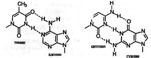 Водородный связи между аденином и тимином. Водородная связь в нуклеиновых кислотах. Водородные связи нуклеотидов. Водородные связи в ДНК. Водородные связи между нуклеотидами.