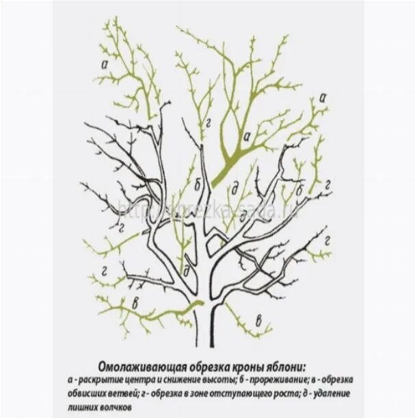 Омолаживающие обрезки деревьев. Омолаживание яблони. схема омолаживающей обрезки яблони. омоложение яблони схема. схема обрезки яблони осенью.