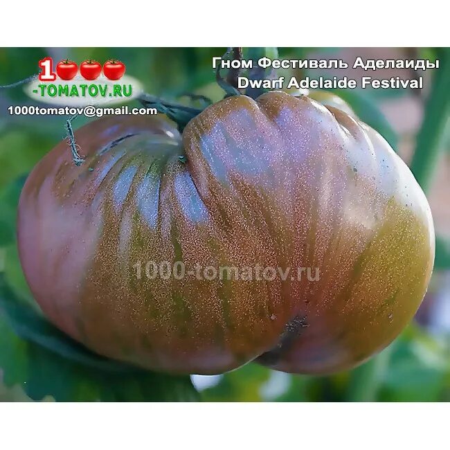 фестиваль томат отзывы