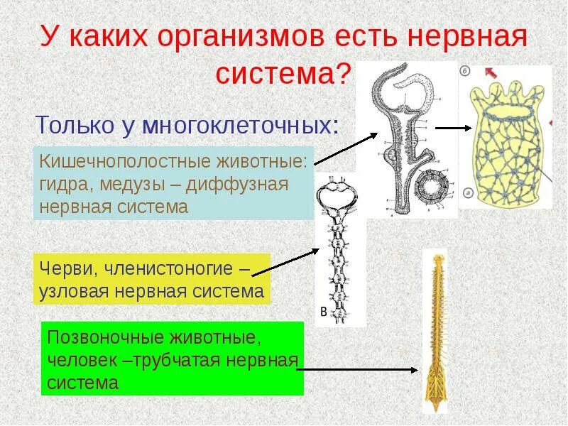 Диффузно узловая трубчатой нервной системы. Типы нервной системы. Типы нервной системы у животных. Типы нервной системы диффузная Узловая трубчатая. Типы нервной системы у животных таблица.