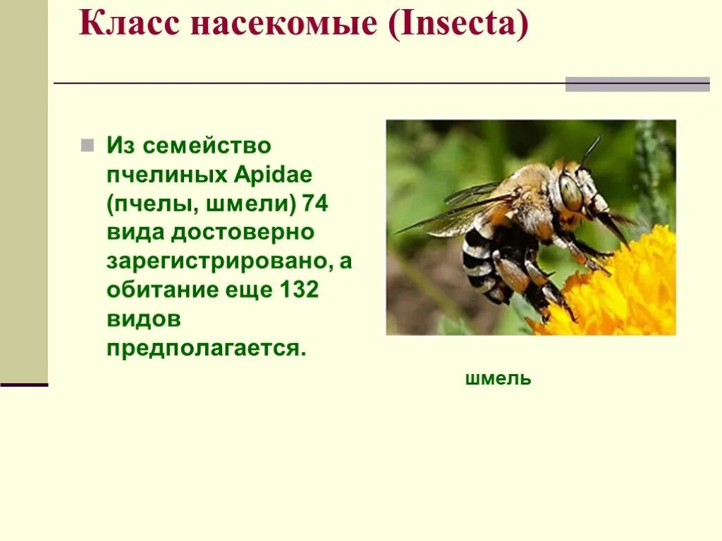 Информация о шмелях 2 класс. Атлас определитель пчелы осы и шмели 2 класс. О пчелах осах и шмелях 2 класс окружающий мир. Атлас определитель от земли до неба сообщение о пчелах осах и шмелях. Атлас определитель осы пчелы Шмель.