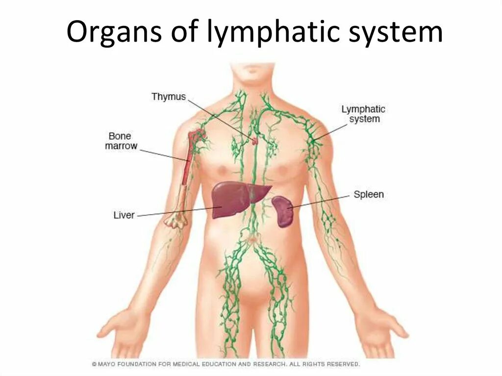 Лимфореей это. Тимус и лимфатические узлы. Лимфатическая система человека. Лимфатическая система селезенка. Тимус лимфатическая система.