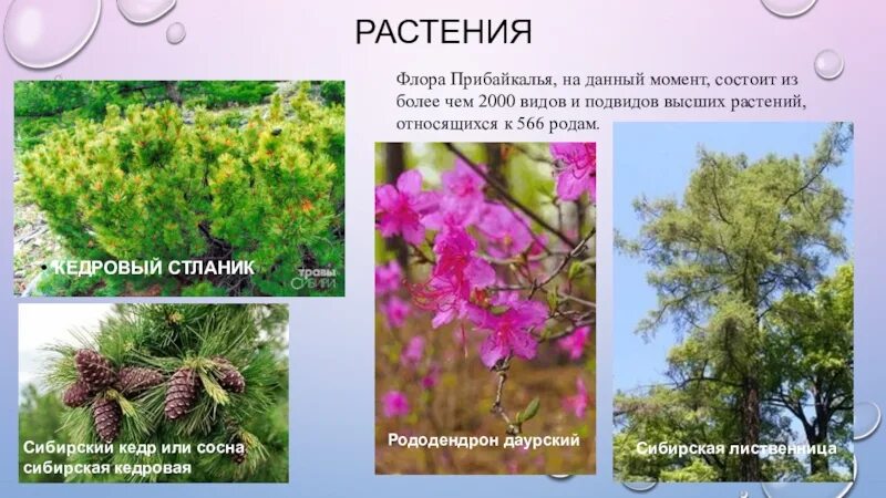 Растительный мир прибайкалья подготовительная группа. Растительный мир прибайкалья подготовительная группа. Растительный мир прибайкалья. Растительный мир прибайкалья для дошкольников. Растения байкала список.