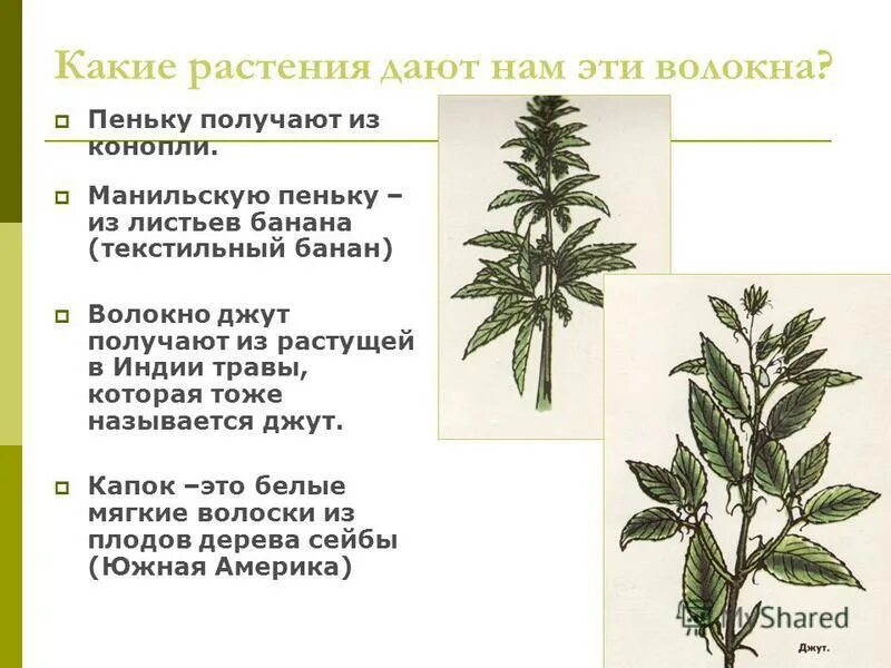 хлопчатник элементарное волокно. лен-долгунец волокно. буклет растительное происхождение волокна рами, джут, экохлопок. ткань из кенафа. растения дающие волокна.