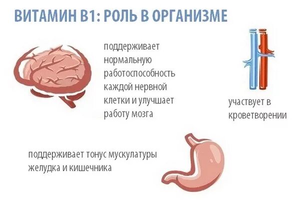 Роль витамина в1 в организме человека. Витамин b1 тиамин роль в организме. Роль витамина б1 в организме человека. Функции витамина б1. Витамин в 1 функции