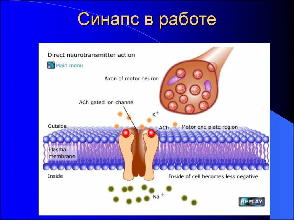 Строение функции и физиология клетки. Физиология клетки. физиологическая клетка. возбудимые клетки человека. гип физиология.
