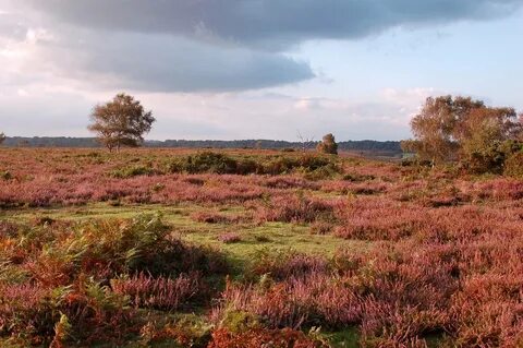 New forest