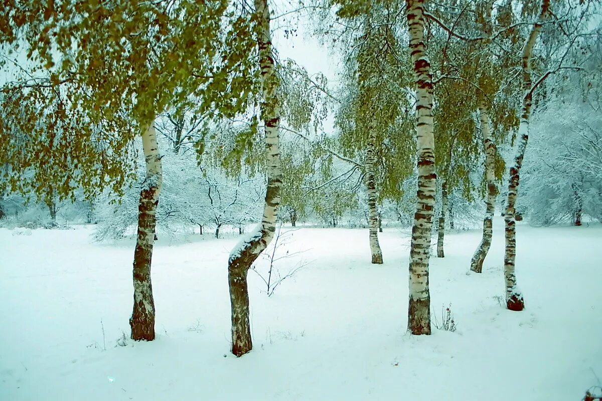 Зимняя березка. Береза зимой. Береза зима. Заснеженная береза. Березка зимой.