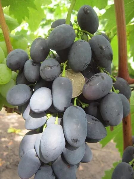 виноград в воронеже. виноград в воронеже. сорт винограда торнадо. воронежские виноградари. виноград в воронеже.