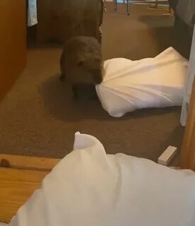 Домашние бобры видео