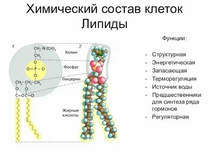 Транспортную функцию в организме выполняют молекулы