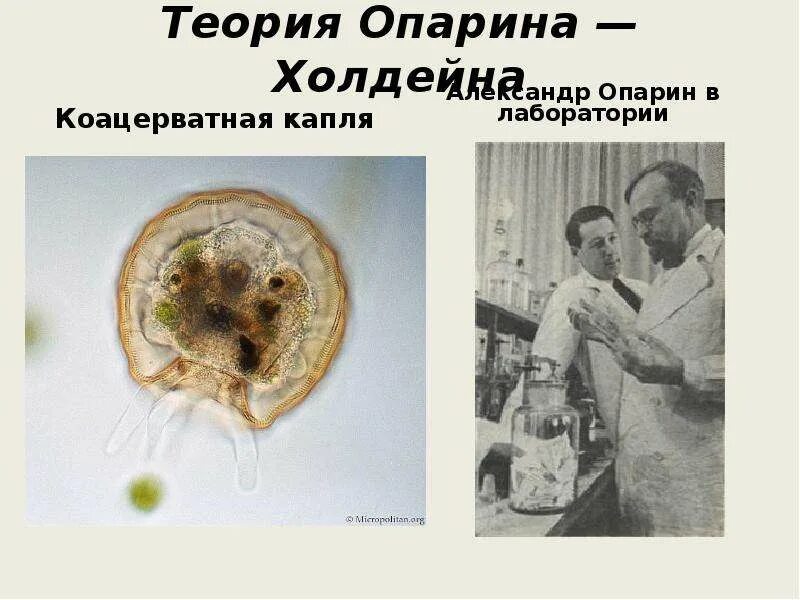 Коацерватная гипотеза. Теория коацерватов Опарина. Теория коацерватных капель Опарина. Теория Опарина Холдейна. Коацерватные капли.