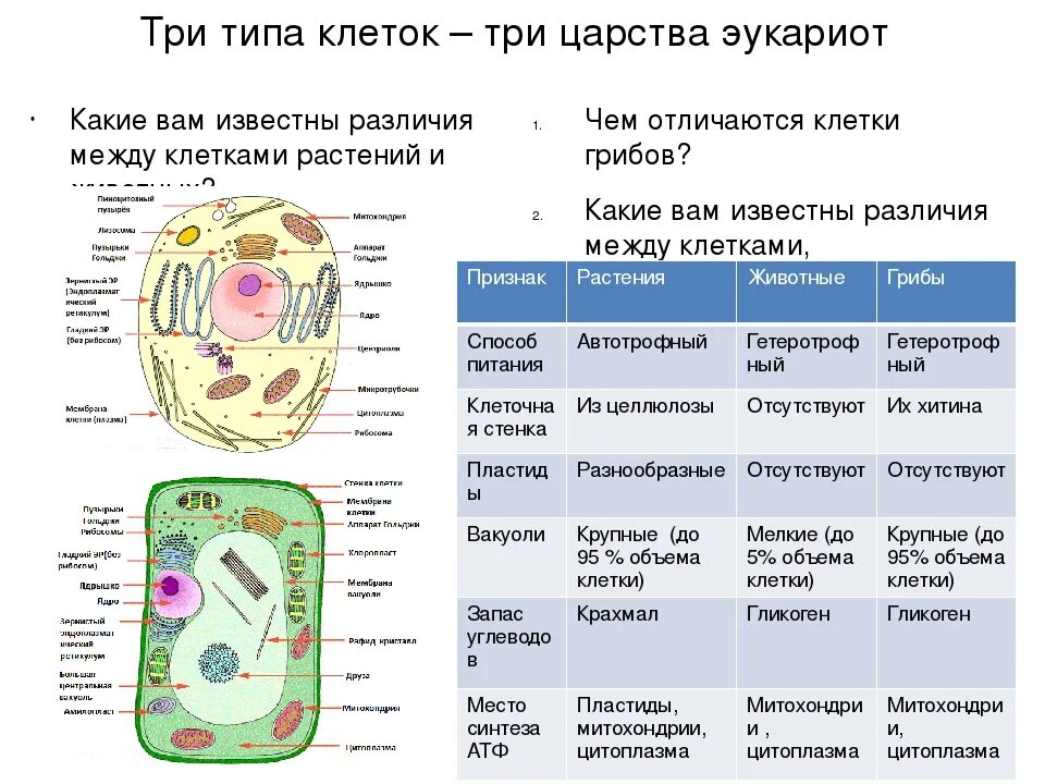 Не относится к живой клетке. Строение органелл у растений. Биология 5 кл строение растительной клетки. Строение и функции растительной клетки 5 класс биология. Структура клетки 5 класс биология.