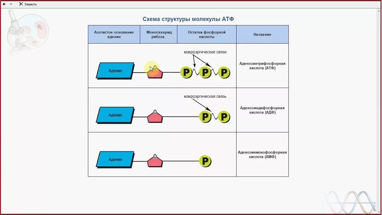 Атф егэ. АТФ ЕГЭ биология. Схема АТФ биология ЕГЭ. АТФ схема ЕГЭ.