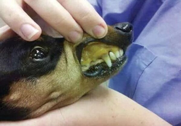 Пироплазмоз после лечения. Пироплазмоз у собак слизистые. Инфекционный (вирусный) гепатит плотоядных.