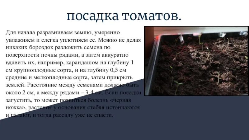 Посев томатов в средней полосе. Глубина грунта для выращивания помидоров. глубина почвы для помидоров. глубина земли для помидор. глубина посева томата.