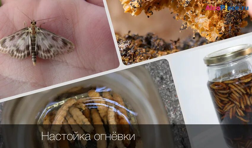 Золотая бабочка настойка. Экстракт огневка пчелиная восковая моль. Огнёвка пчелиная мостовенко. Настойка личинок восковой моли. Экстракт огневки восковой моли.