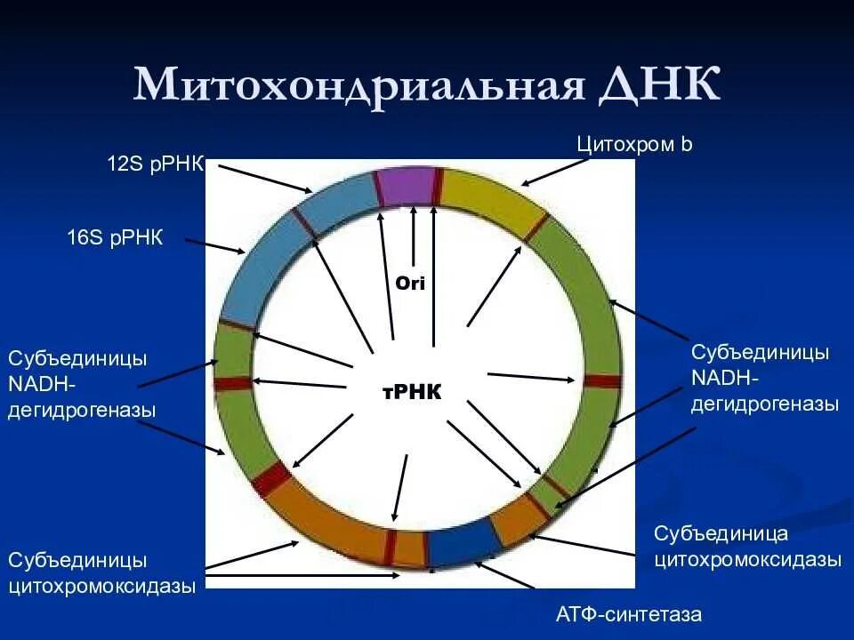 Кольцевая днк характерна для. Строение митохондриальной ДНК человека. Митохондриальная ДНК схема. Структура митохондриальной ДНК. Структура митохондриального генома.
