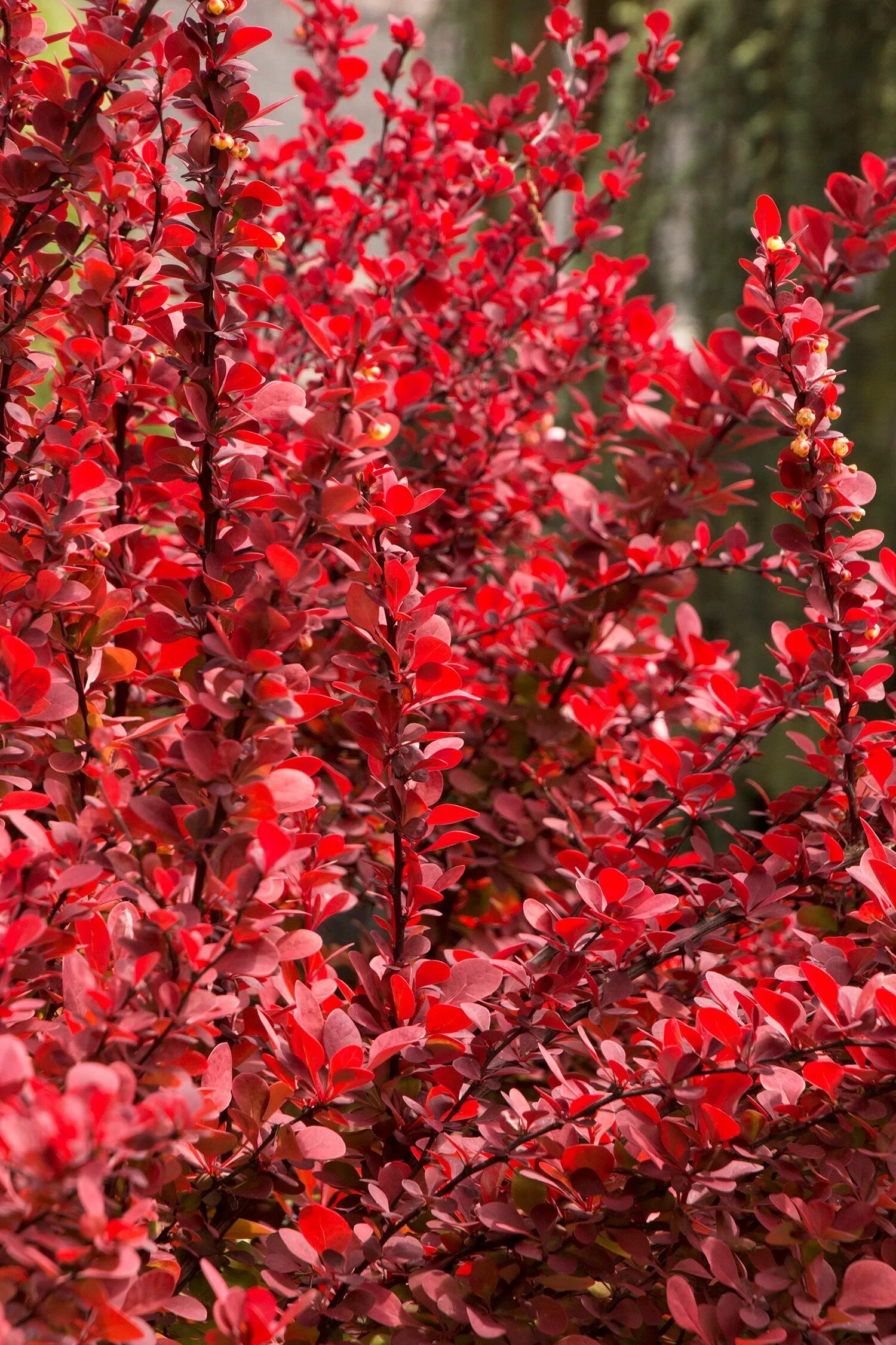 Кустарник с красными листьями название. Барбарис Тунберга обыкновенный. Листопадный Барбарис. Барбарис Тунберга Maria. Барбарис краснолистный.