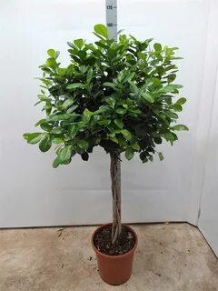 Фикус макламе