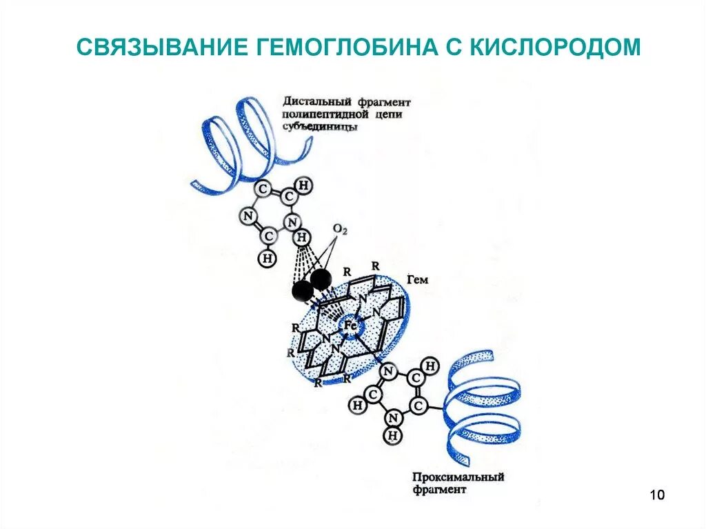 Захват кислорода. Механизм связывания гемоглобина с кислородом. Транспорт кислорода гемоглобином схема. Связывание гемоглобина с кислородом схема. Связывание кислорода с гемоглобином.