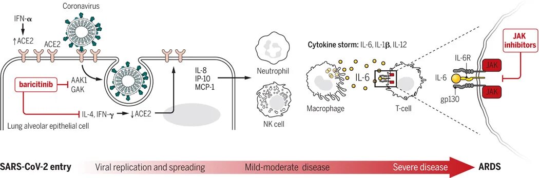 Коронавирус 2019. Коронавирус инфекция SARS-cov-2. Коронавирус патогенез. Коронавирус этиология. Цитокиновый шторм схема.