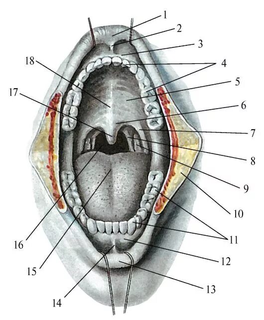 Отверстия полости рта. Ротовая полость анатомия атлас. Анатомия ротовой полости человека. Крылочелюстная складка анатомия полости рта.