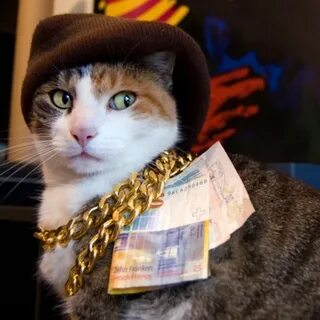 Кот бандит