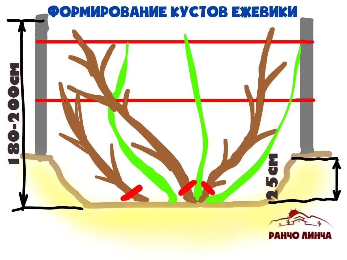 Весенняя обрезка ежевики. Формировка ежевики. Формирование куста ежевики. Формирование кустовой ежевики. Схема формирования куста ежевики.