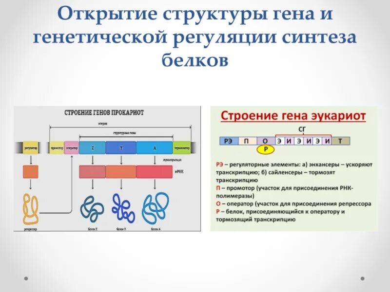 Участки структурного гена. Открытие структуры Гена и генетической регуляции. Строение Гена генетика. Ген структура Гена. Строение структурных генов.
