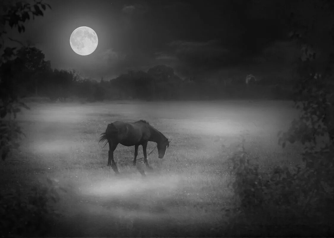 Ночная кобыла. Лошадь ночью. Лошадь ночью в поле. Лошадь ночью в поле. Лошадь в поле.