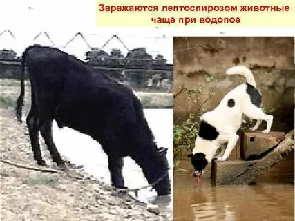Лептоспироз животных