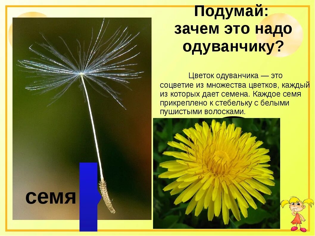 Одуванчик произведение 2 класс. Рассказать о одуванчике. Факты о одуванчиках. Маленький факт о одуванчике. Одуванчик окружающий мир.