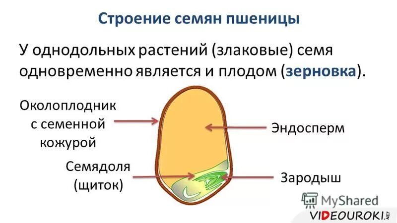Строение однодольного семени. Строение зерновки пшеницы строение семян однодольных растений. семена однодольных растений строение. строение однодольного семени пшеницы. схема строения однодольного растения.