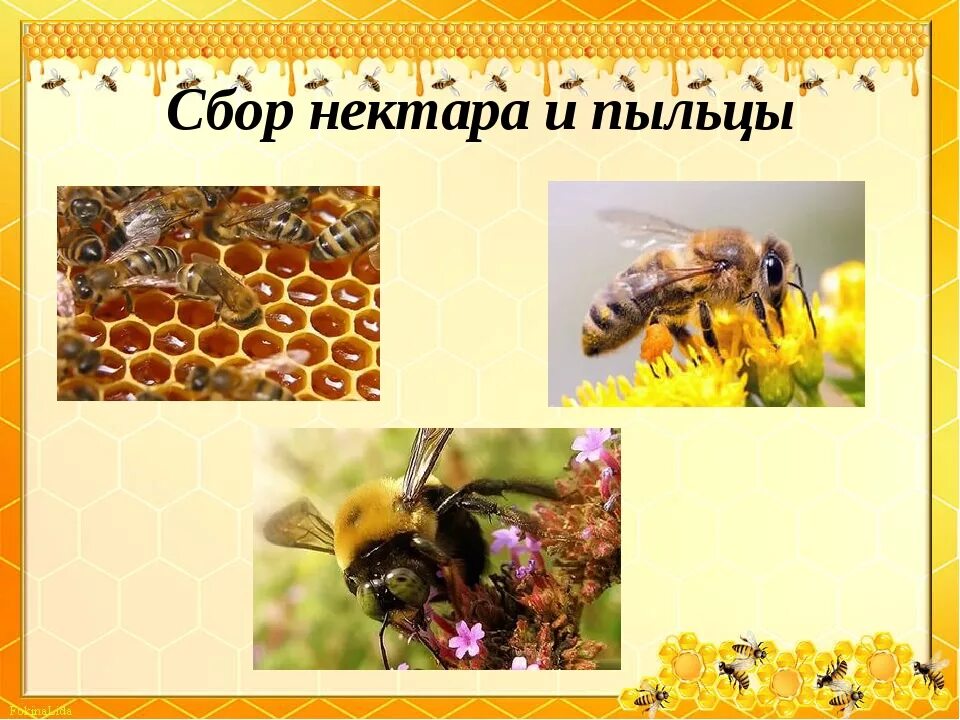 Собирает нектар и пыльцу. Пчела собирает пыльцу. Сбор нектара пчелами. Факты о пчелах. Сбор нектара и пыльцы пчелами.
