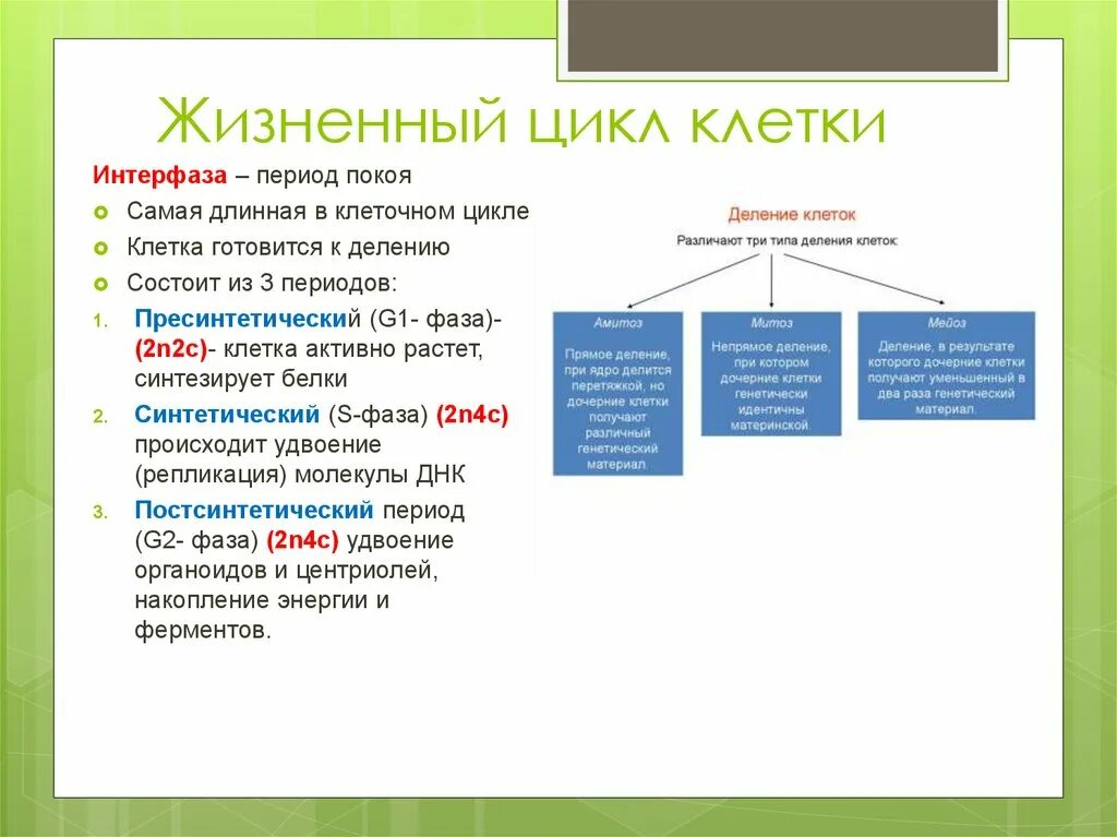 Жизненный цикл клетки состоит из интерфазы. Жизненный цикл клетки. Жизненный цикл клетки его периоды. Клеточный цикл жизненный цикл клетки это. Этапы жизненного цикла клетки.