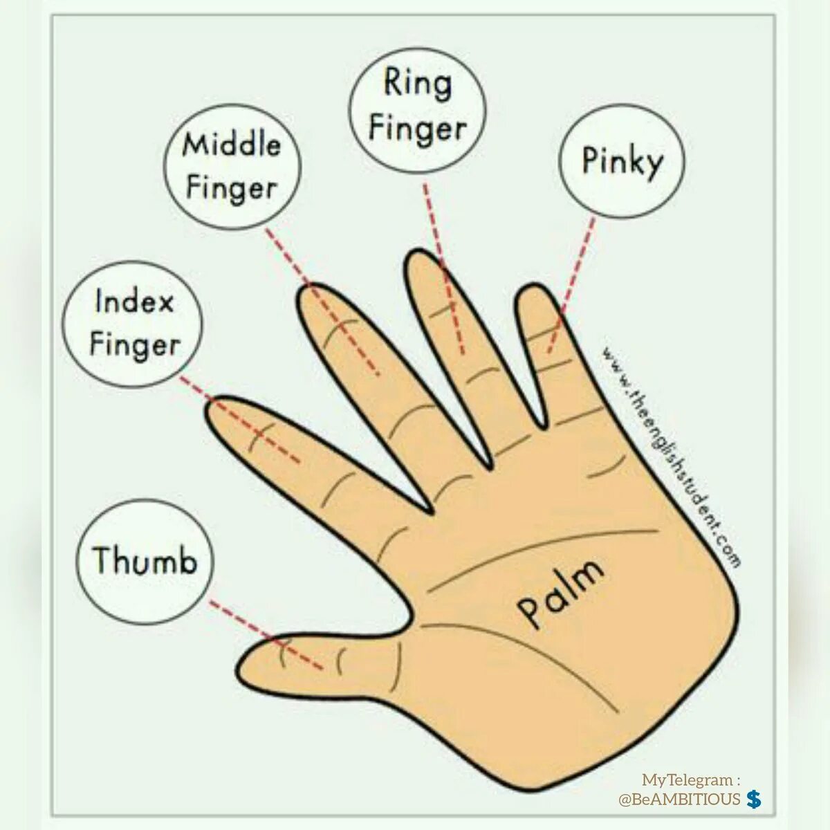 Руки перевести на английский. Пальцы на английском на руках. Названия пальцев на английском языке. Название пальцев на руке на английском. Fingers названия.