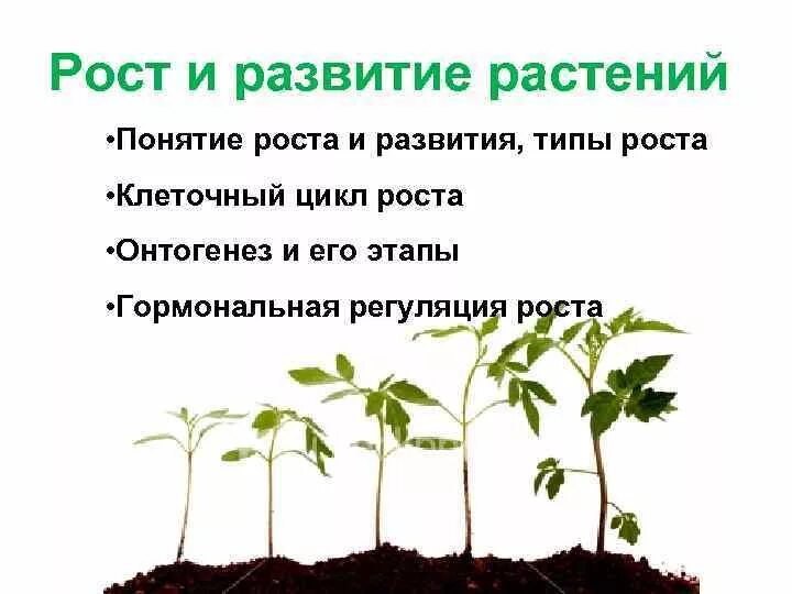 Как называется процесс когда растение растет. Рост и развитие растений. Ьос т и развитие растений. Примеры развития растений. Типы роста растений.