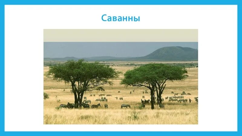 Саванны 2 класс. Саванны редколесья и кустарники. природная зона саванны и редколесья. природные зоны африки саванны. зона саванн в африке.