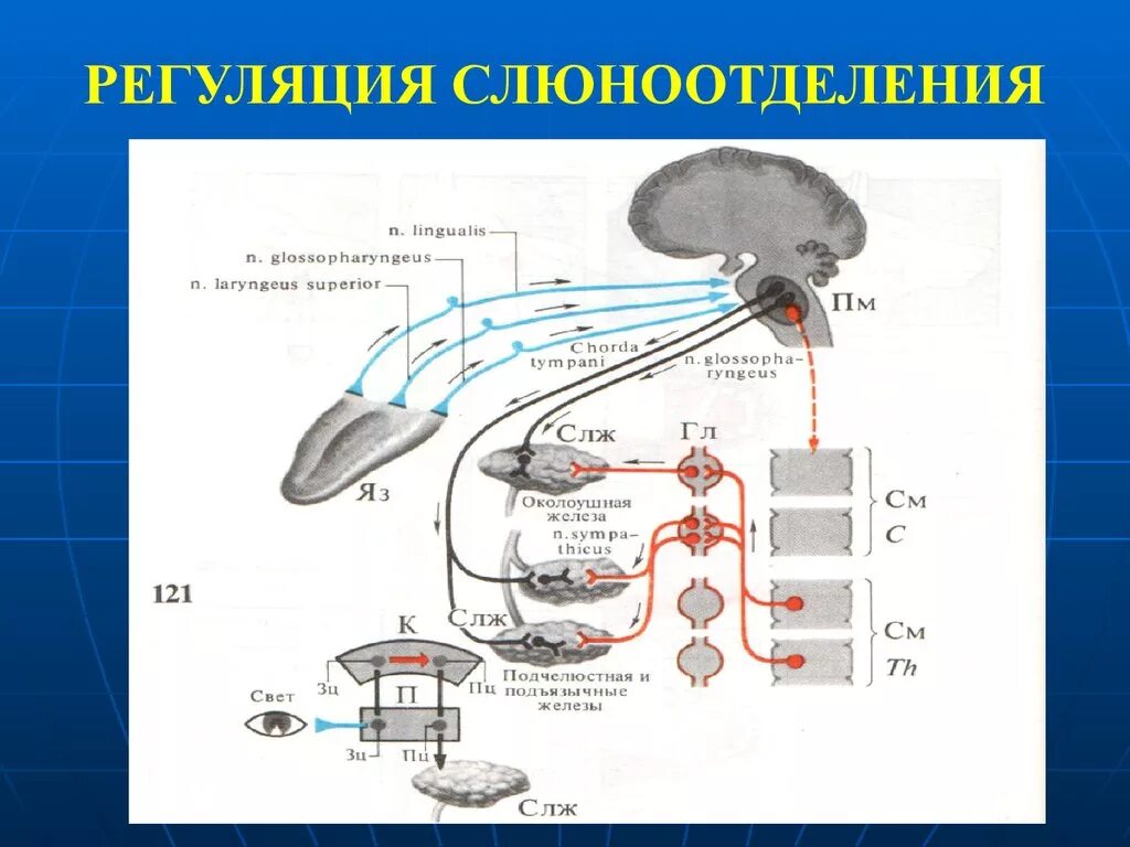 Слюнной рефлекс. Нервная регуляция слюноотделения схема. Рефлекс слюноотделения рефлекторная дуга. Механизмы регуляции слюноотделения физиология. Рефлекторная регуляция слюноотделения.