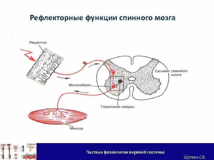 Выполняет рефлекторную и проводниковую функцию мозг. Проводниковая функция спинного мозга схема. Рефлекторная функция спинного мозга. Рефлекторная функция спинного мозга физиология. Рефлекторная функция спинного мозга схема.